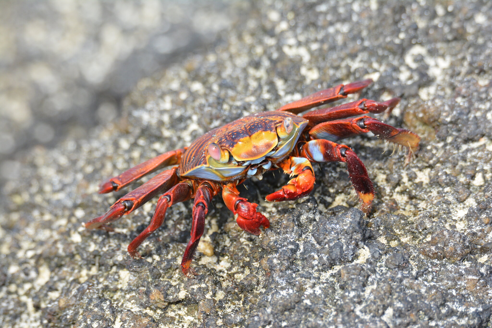 DSC_6987.JPG