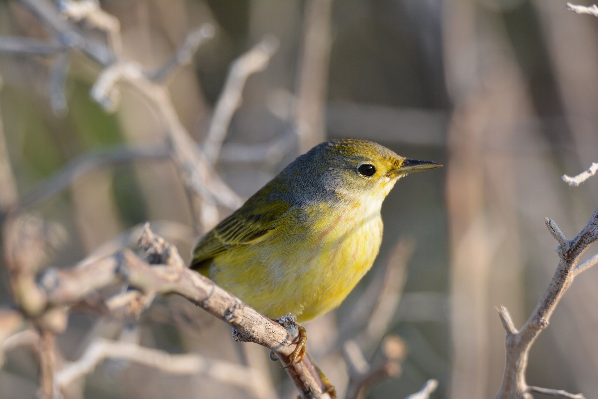 DSC_9047.JPG
