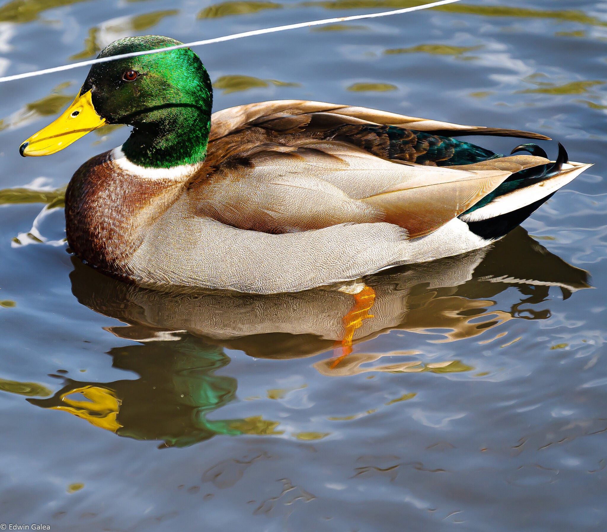 duck-1.jpg