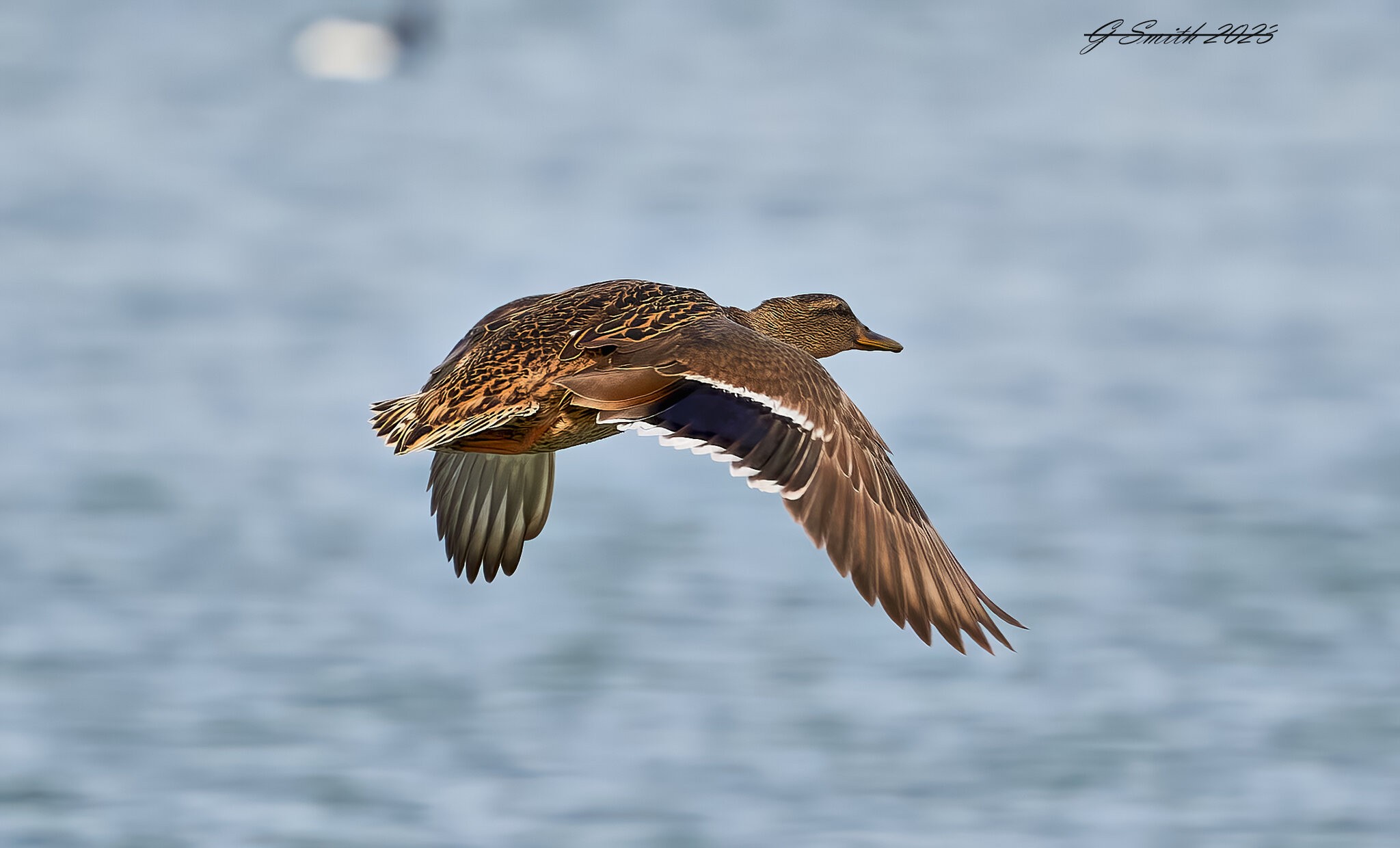 duck 2023 10.jpg