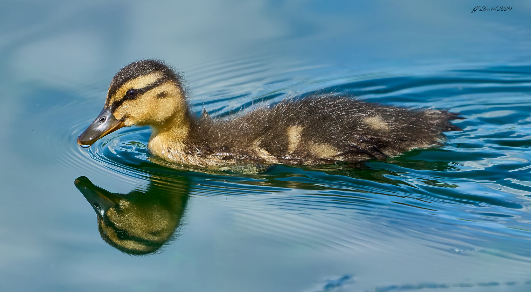 duck 2024 1 (2).jpg