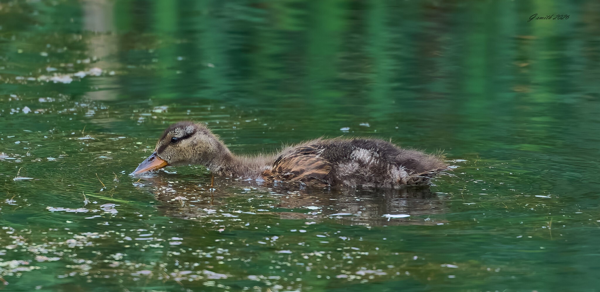 duck 2026_6.jpg