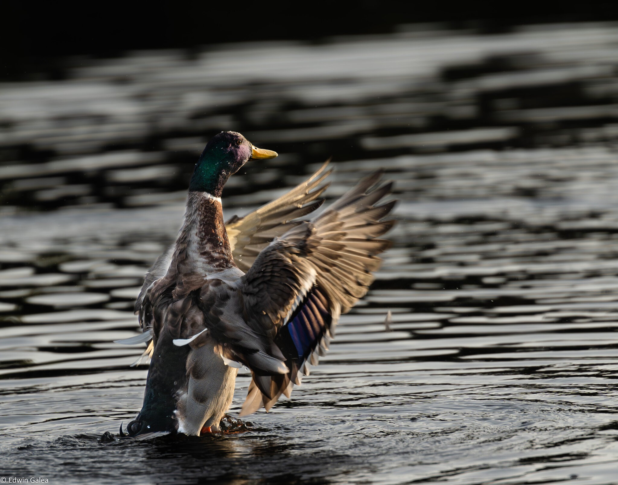 duck dancing-3.jpg