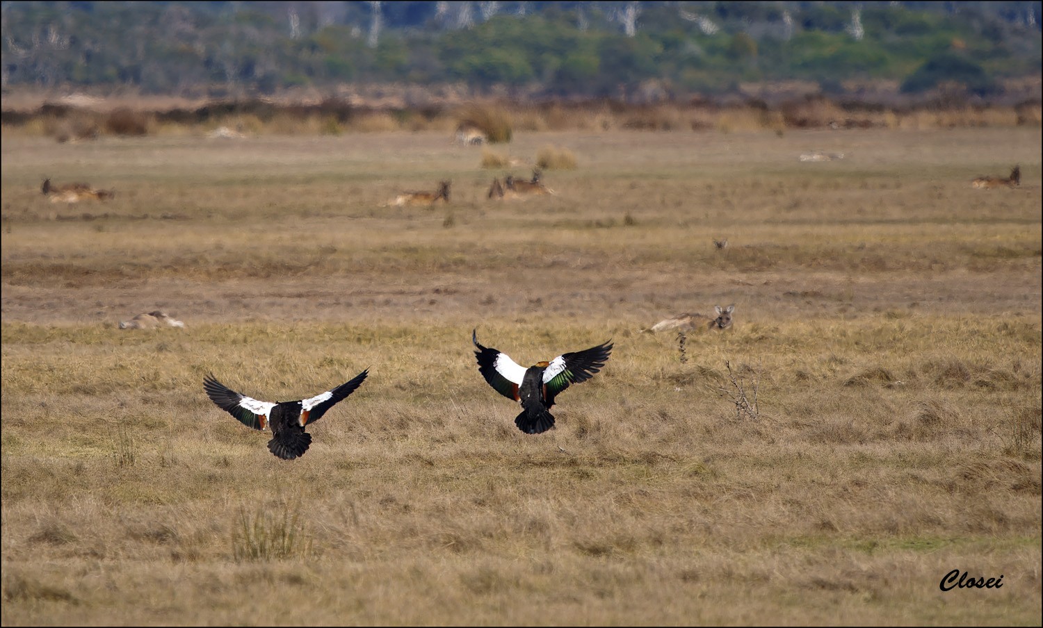 Duck n roos 2-r.jpg