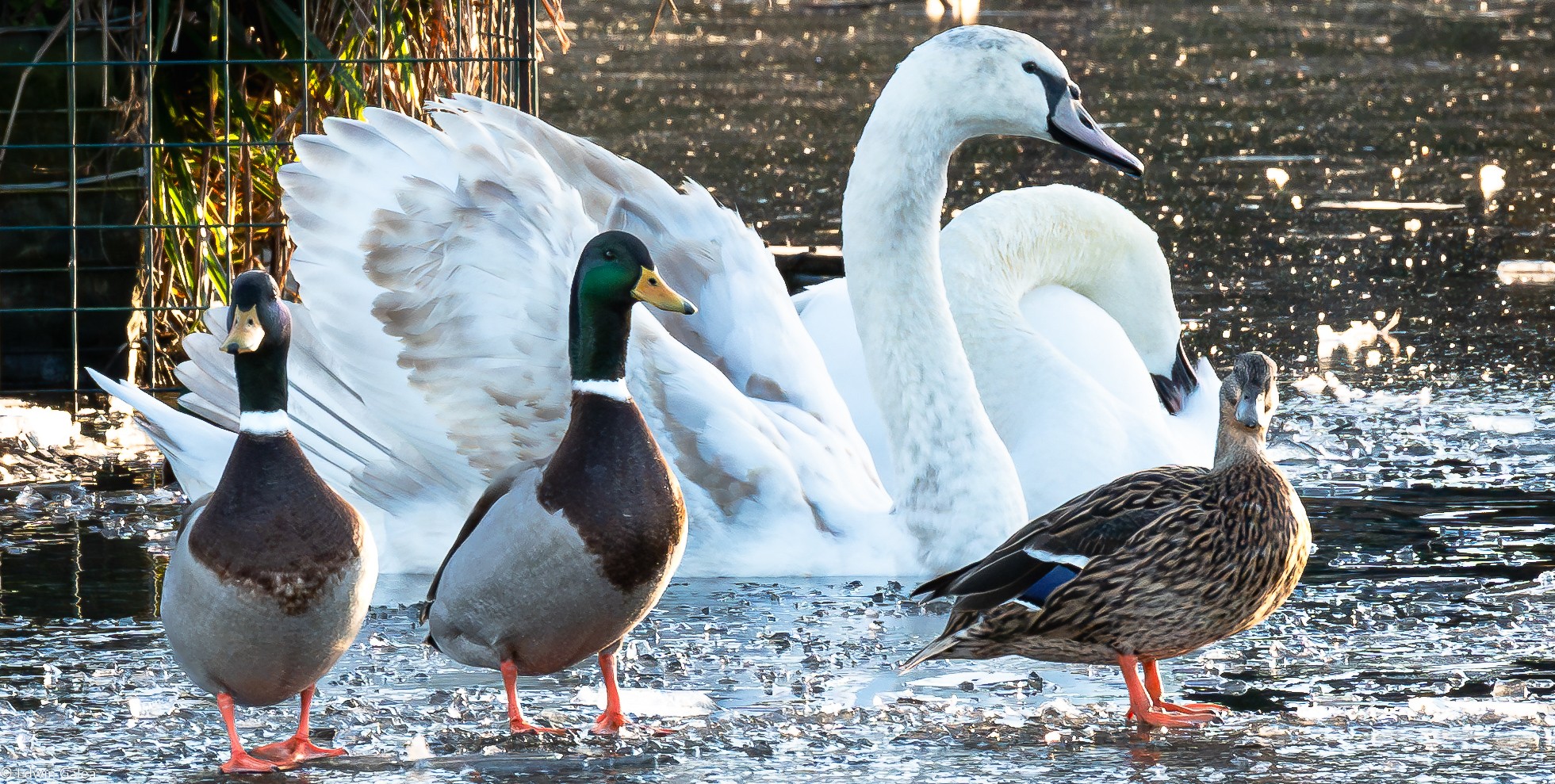 ducks and swans-5.jpg