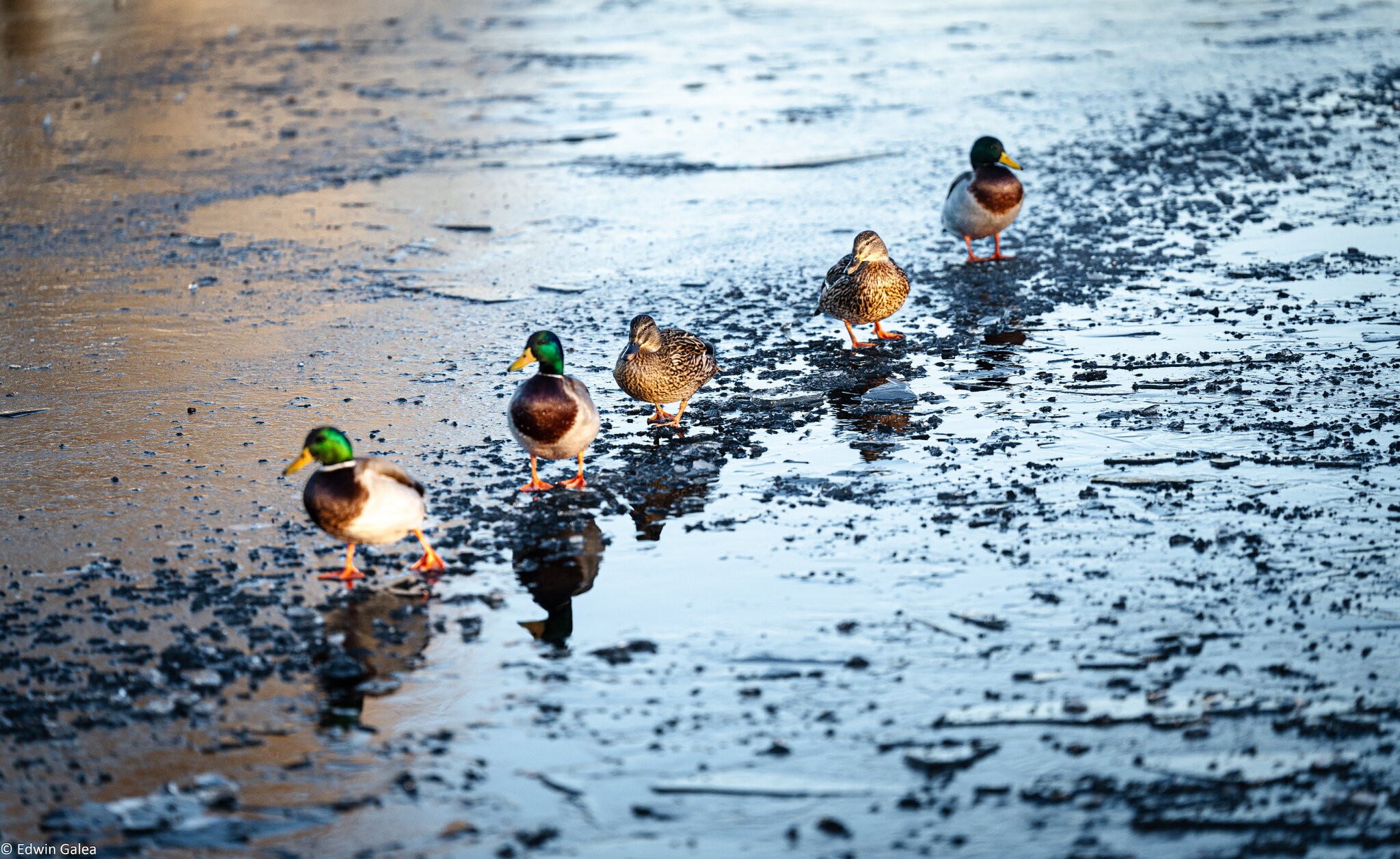 ducks in a row-1.jpg