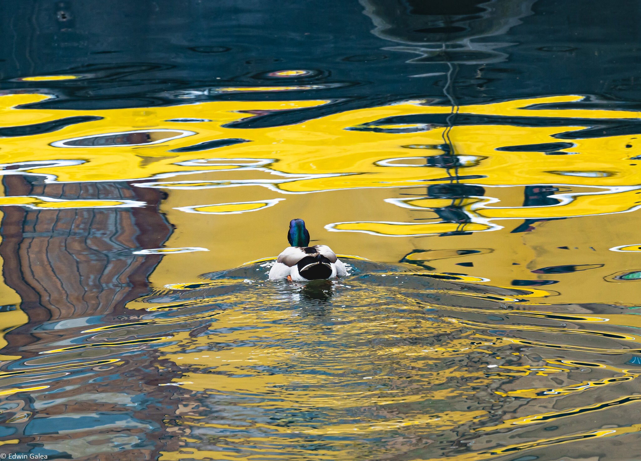ducks_yellowwater-2.jpg