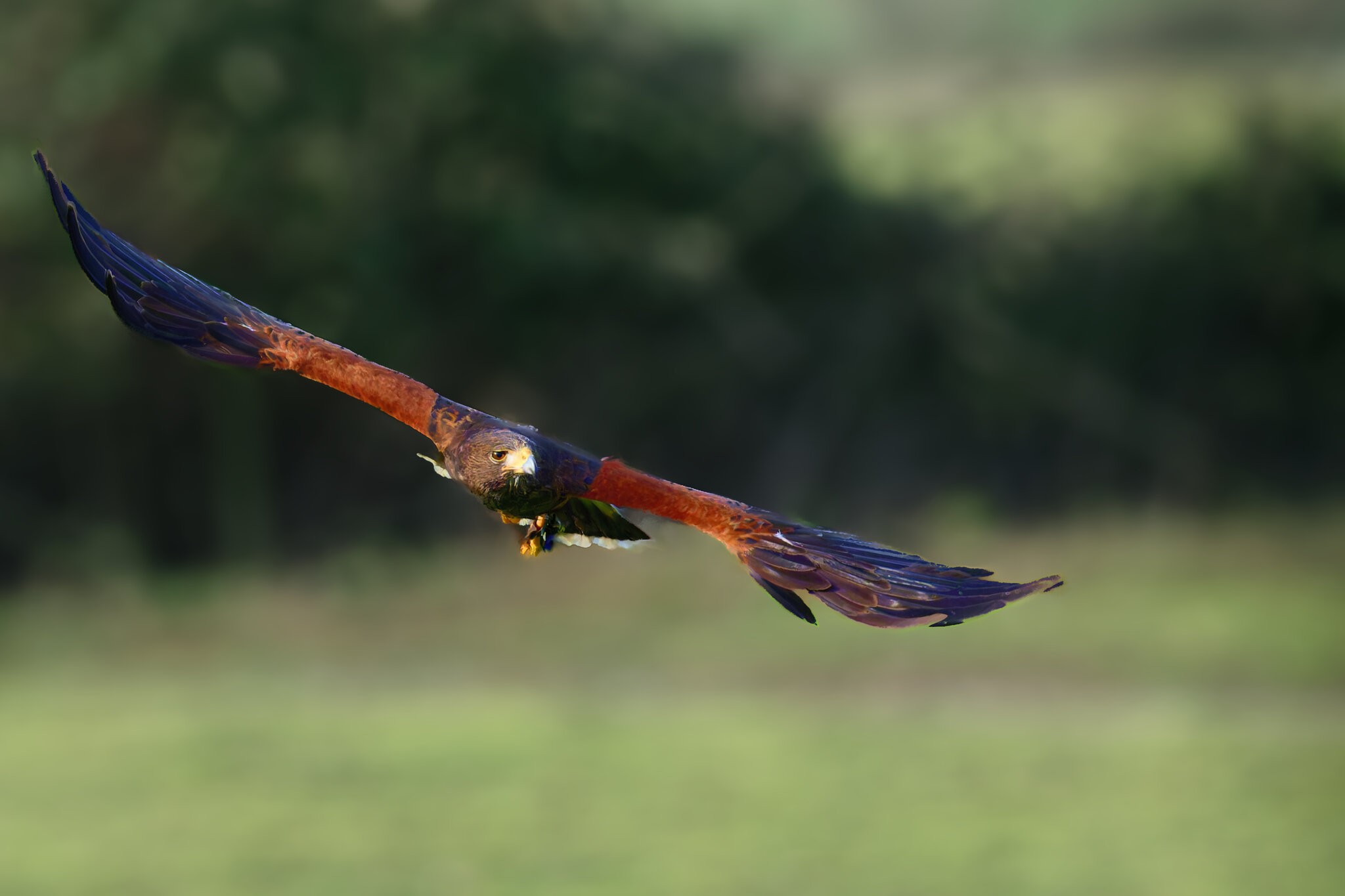 Eagle-5.jpg