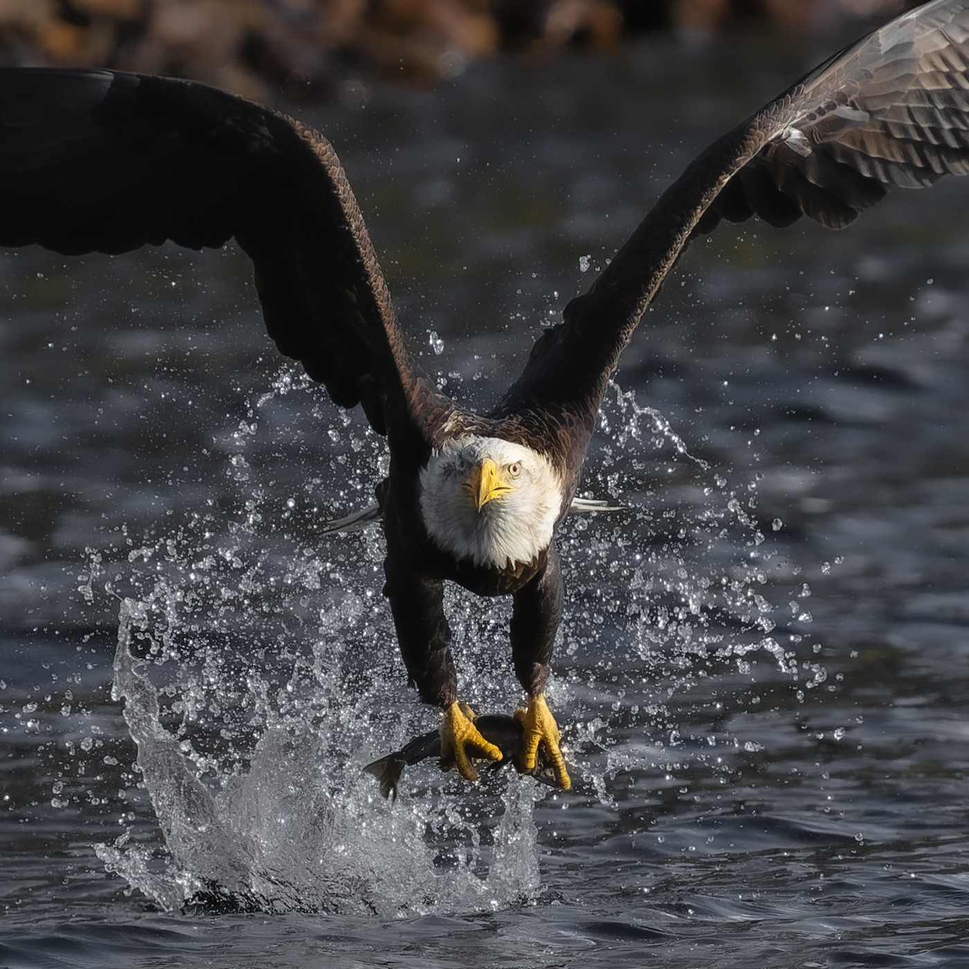 Eagle Catch.jpg