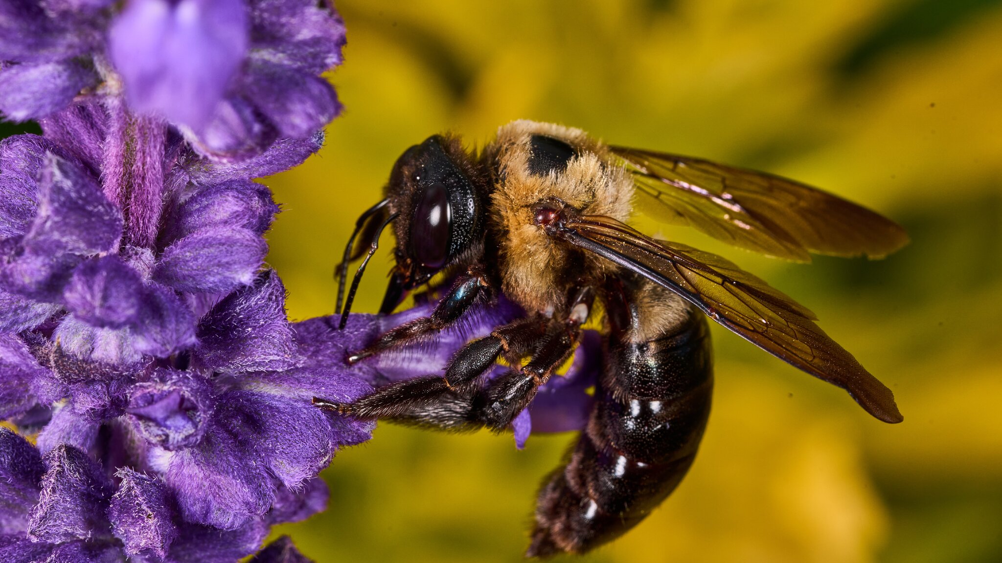 Eastern Carpenter Bee - Longwood Gardens - 09202025 - 01 - DN.jpg