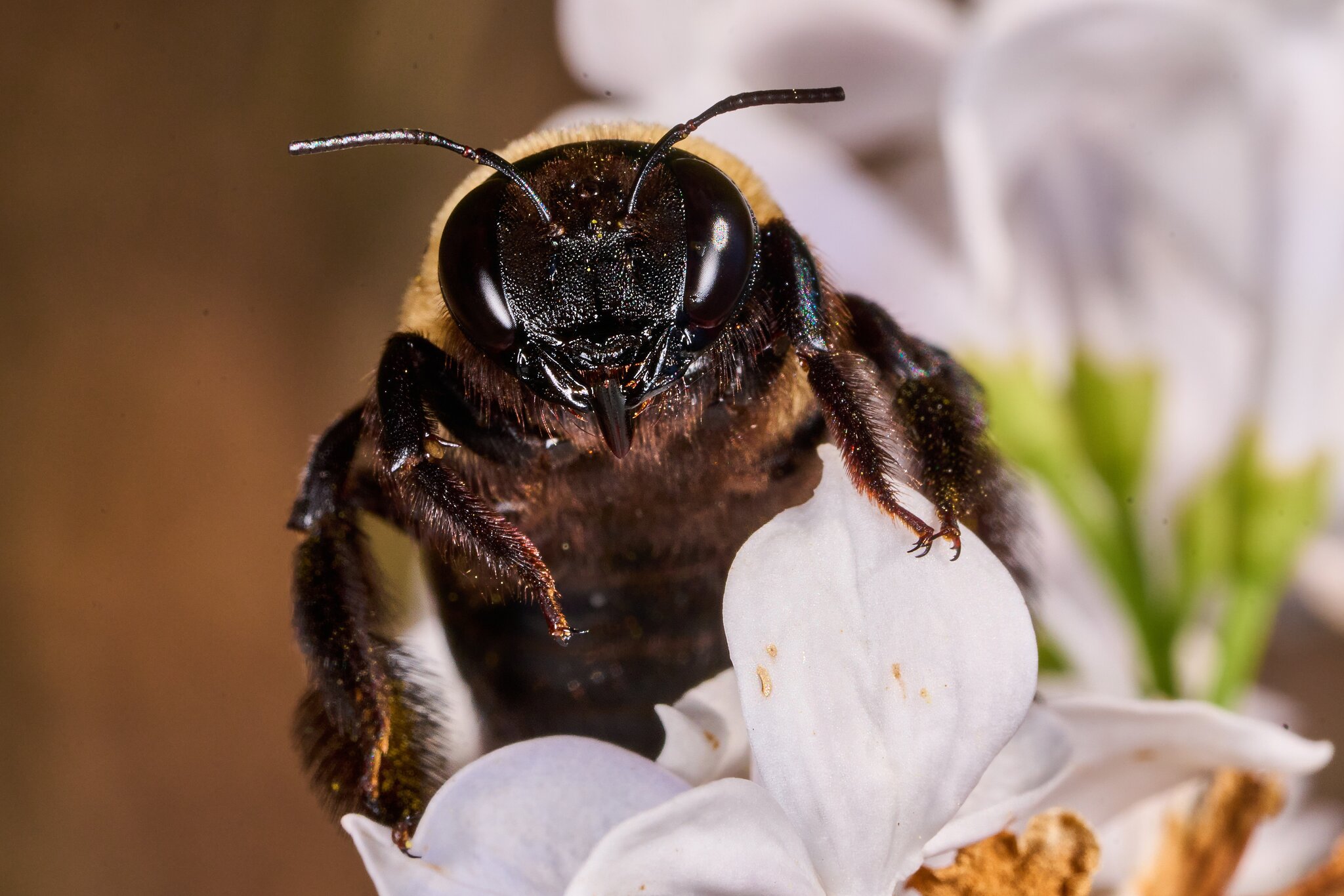 Eastern Carpenter Bee - Tyler Arboretum - 101042025 - 06 - DN.jpg