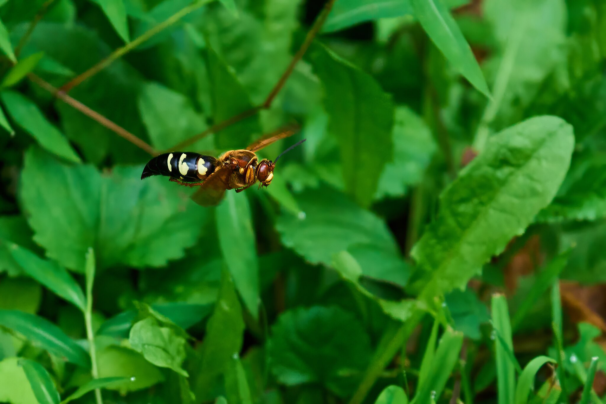 Eastern Cicada-Killer Wasp - Ashland - 08172025 - 10 - DN.jpg