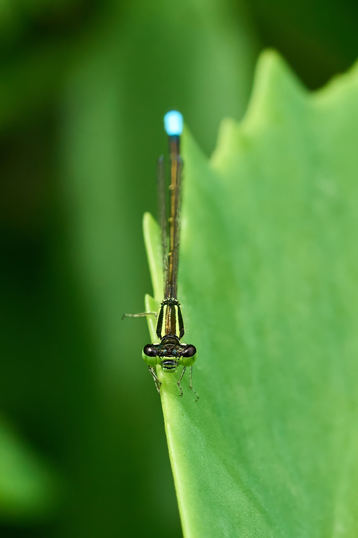 Eastern Forktail Damselfly - Home - 07272025 - 02 - DN.jpg