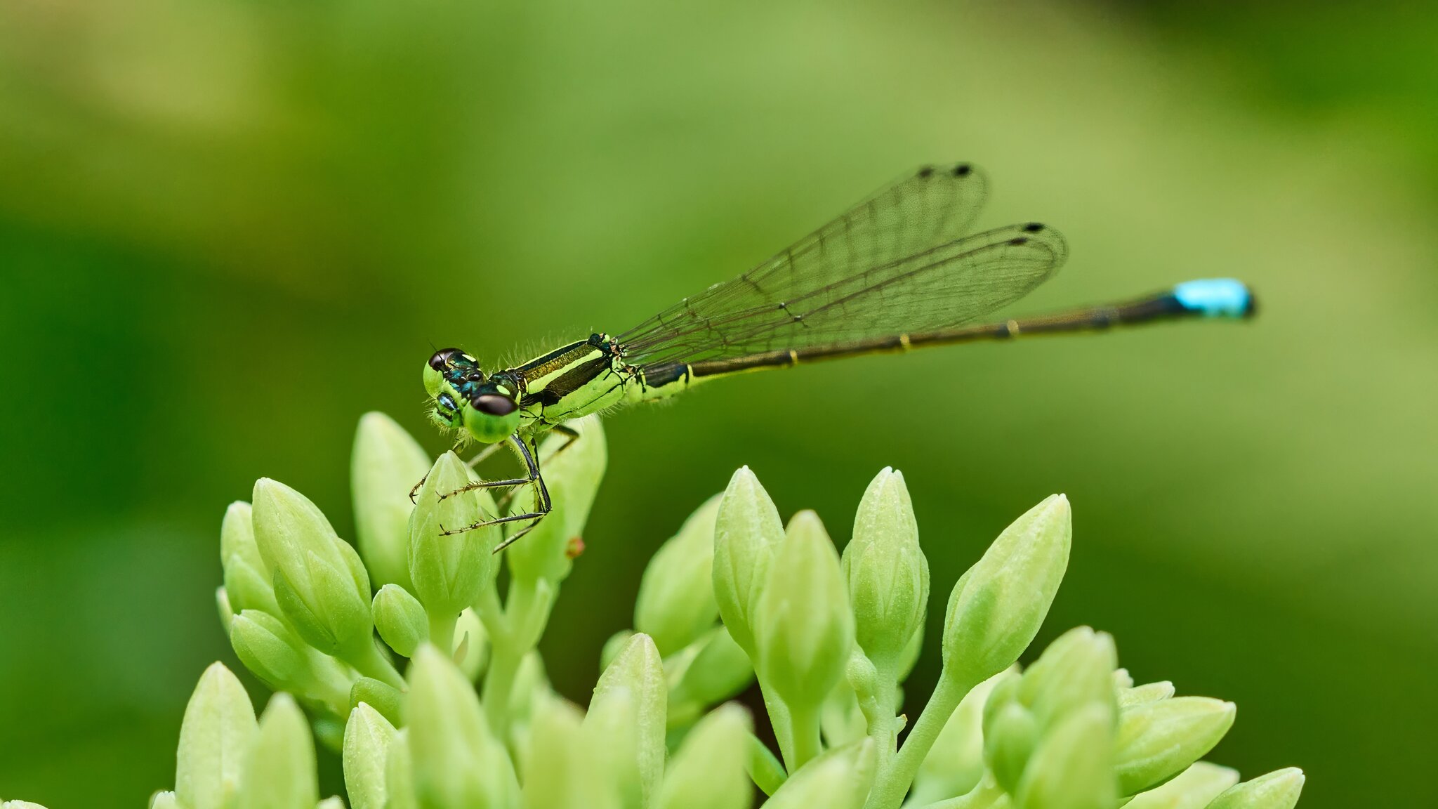 Eastern Forktail Damselfly - Home - 07272025 - 04 - DN.jpg