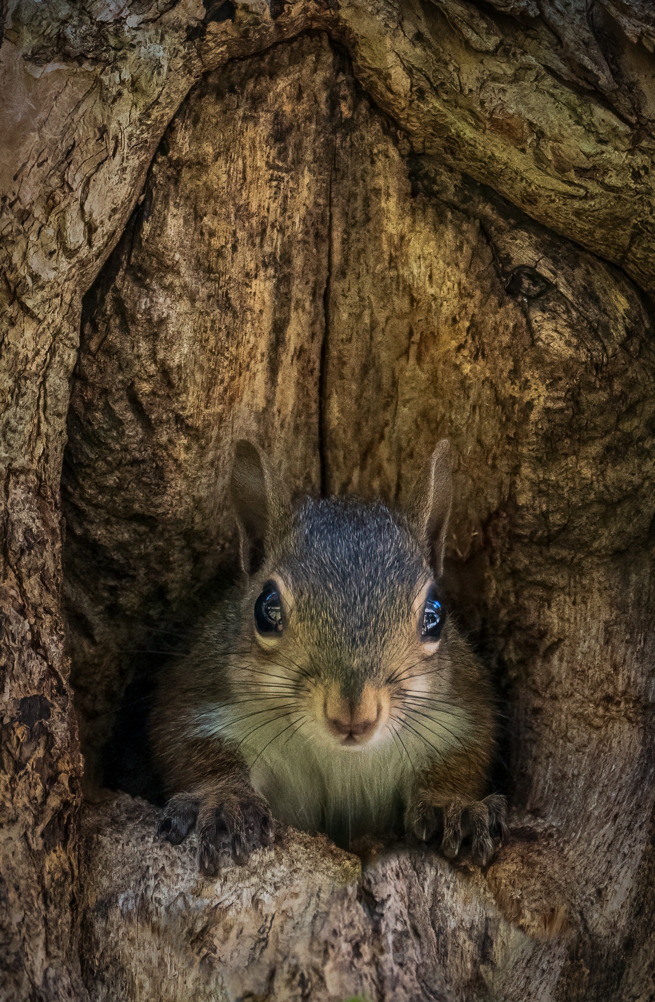 Eastern Gray Squirrel.jpg