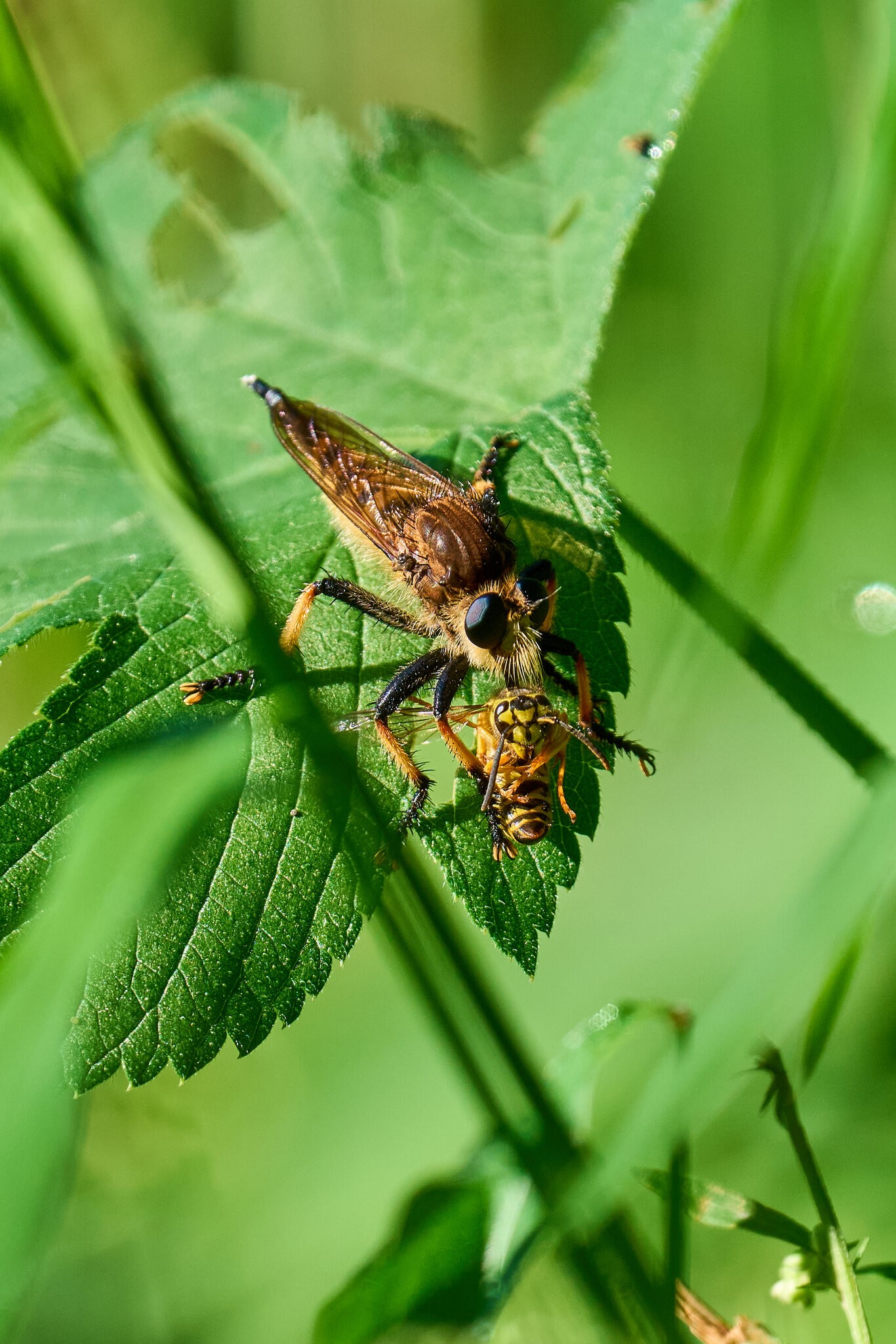 Eastern Lion Fly - BCSP - 08292026 - 01.jpg