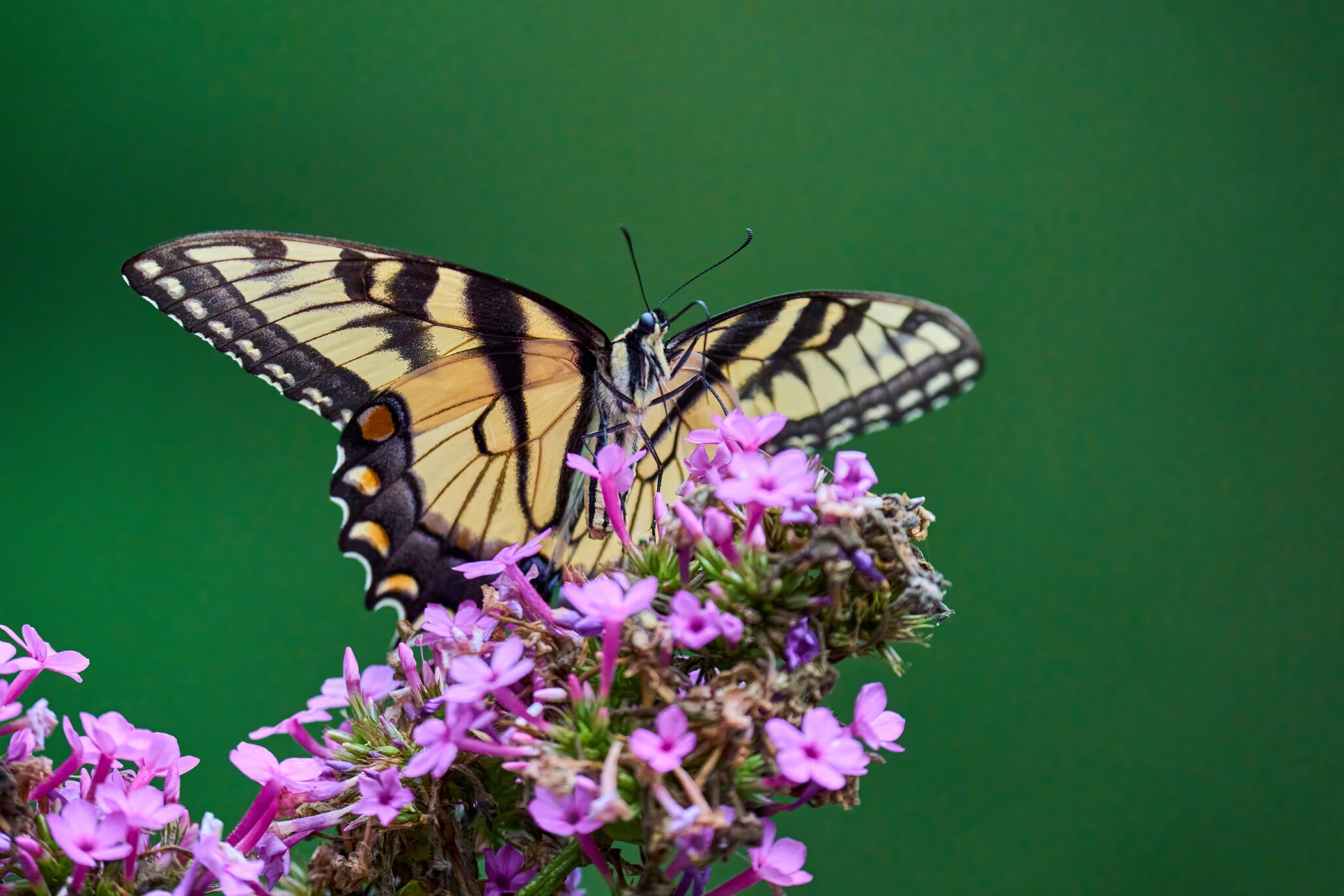 Eastern Tiger Swallowtail - Ashland - 08172025 - 02 - DN.jpg