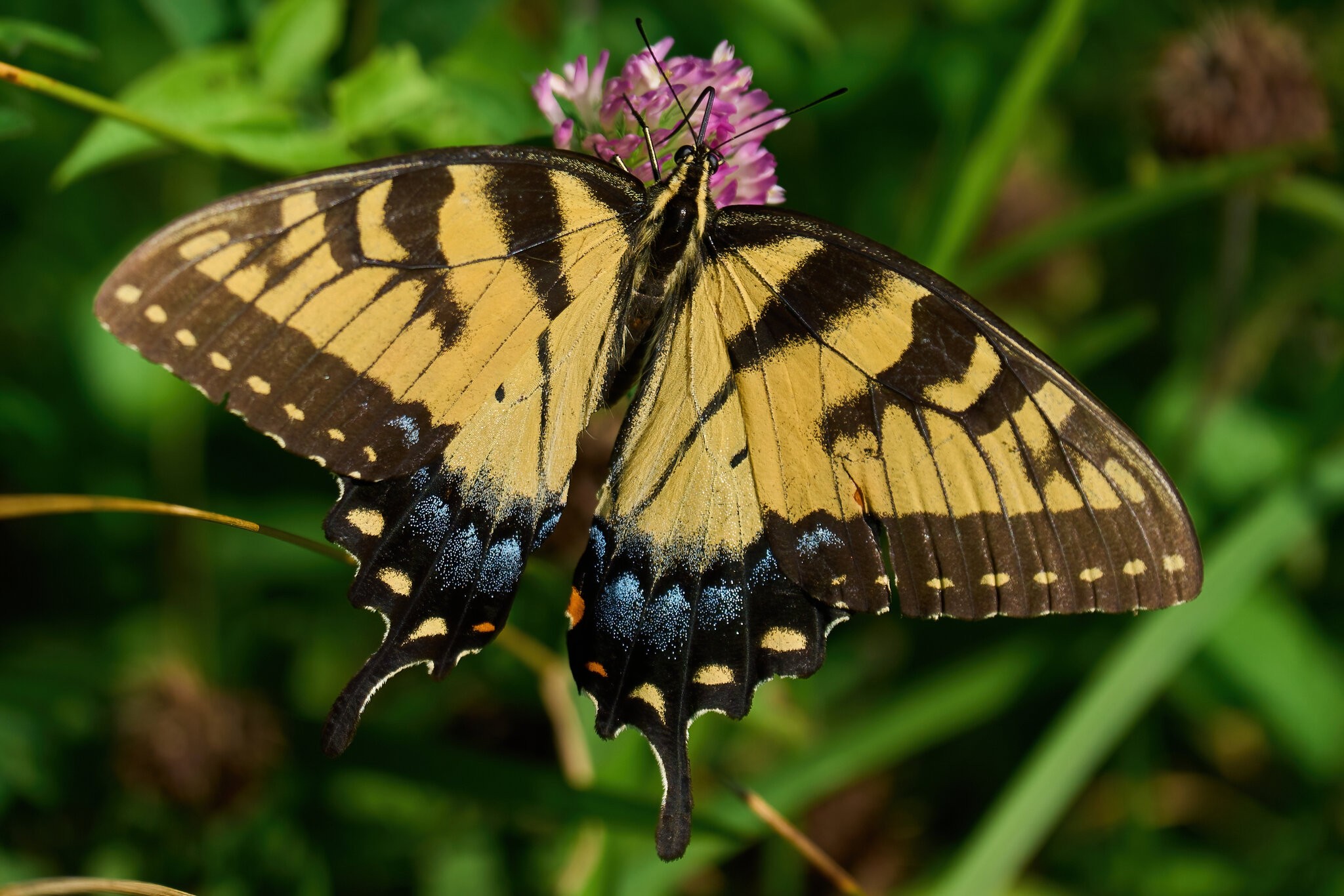 Eastern Tiger Swallowtail - BCSP TB - 07312022 - 03-DN.jpg