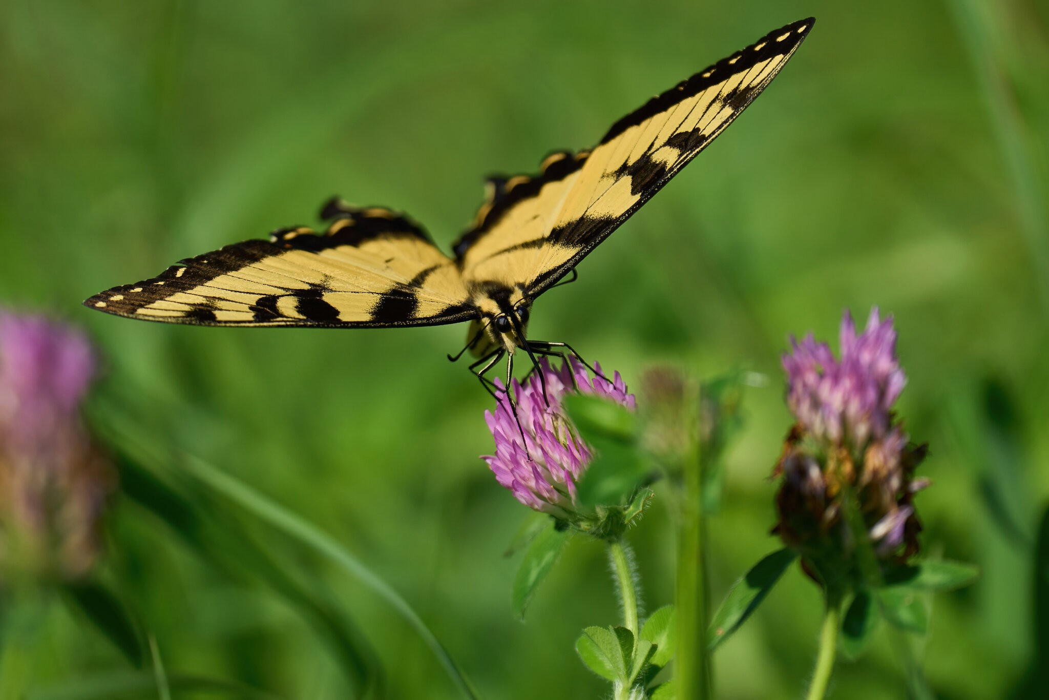 Eastern Tiger Swallowtail - BCSP TB - 07312022 - 05-DN.jpg