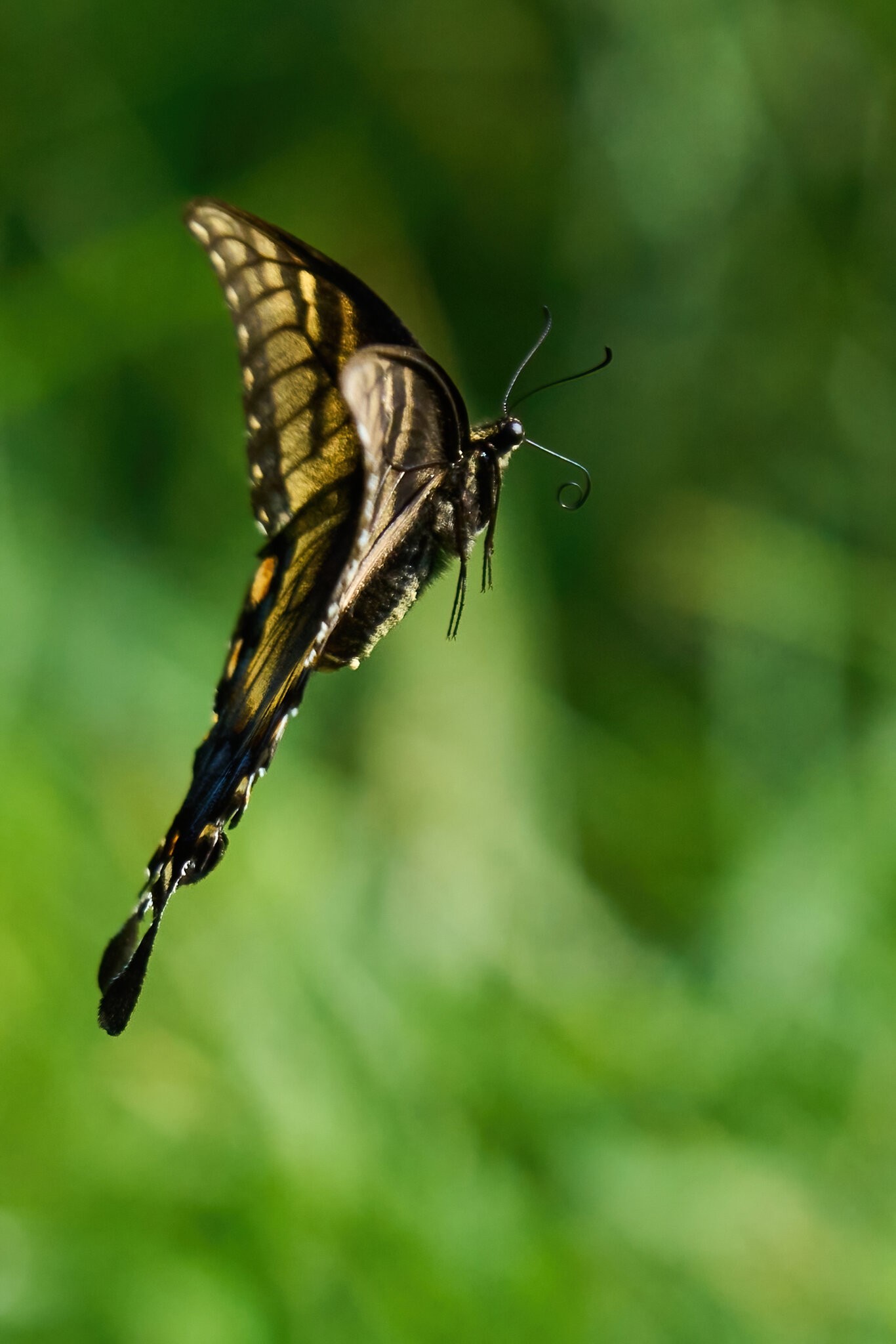 Eastern Tiger Swallowtail - BCSP TB - 07312022 - 25-DN.jpg