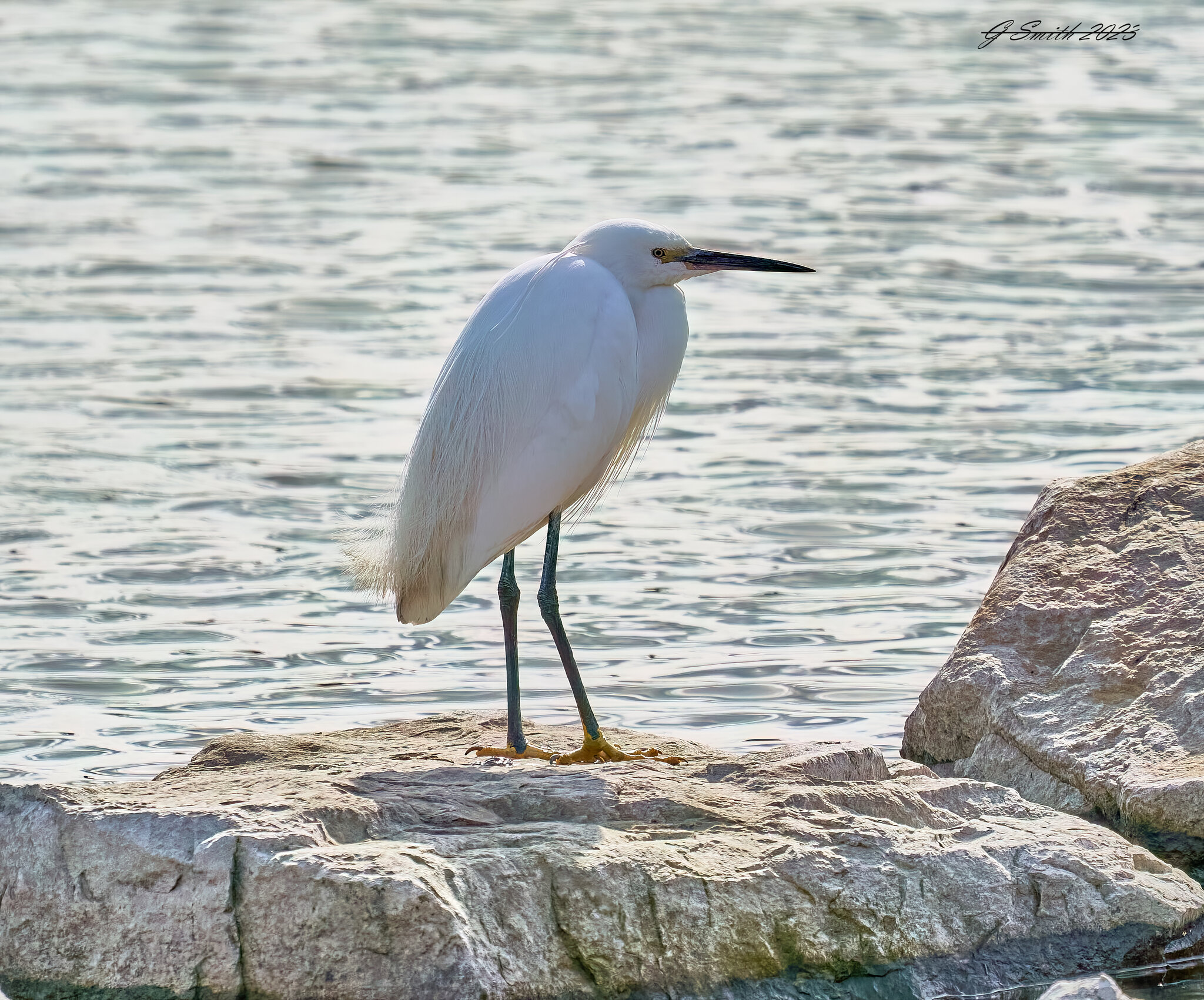 egret 2023 20.jpg