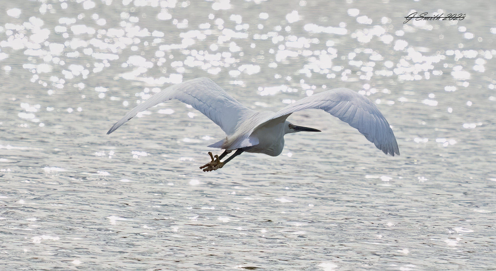 egret 2023 5.jpg