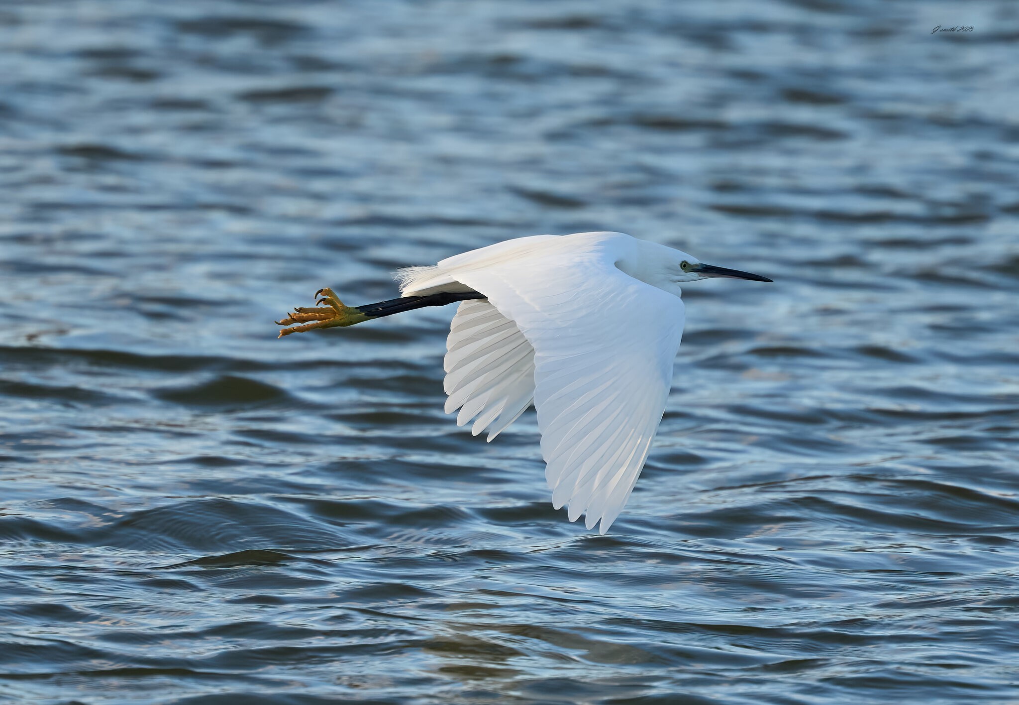 egret 2025 35.jpg