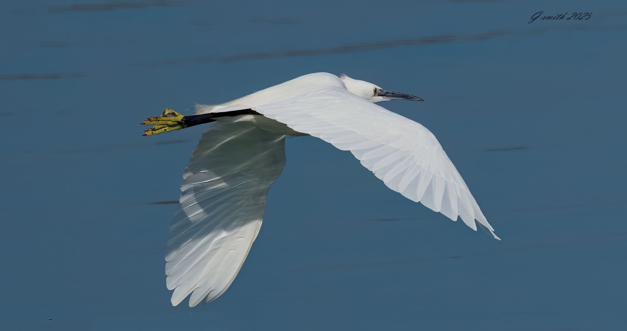 egret 2025 _4.jpg