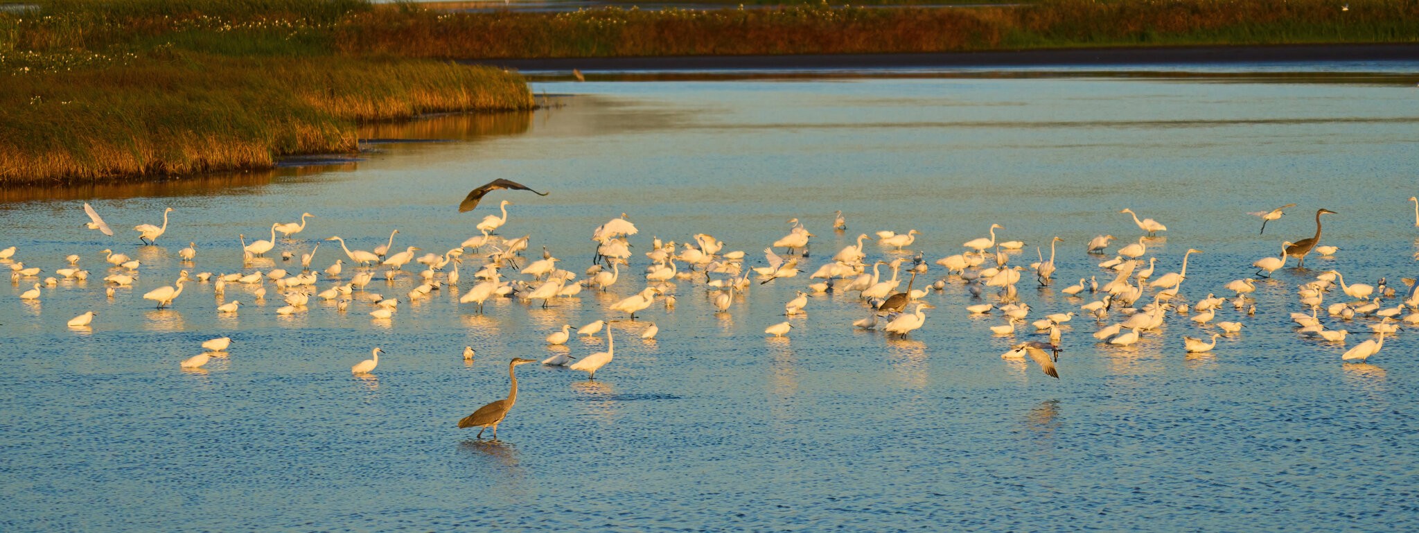 Egrets and Herons - Bombay Hook NWR - 08142022 - 01-DN.jpg
