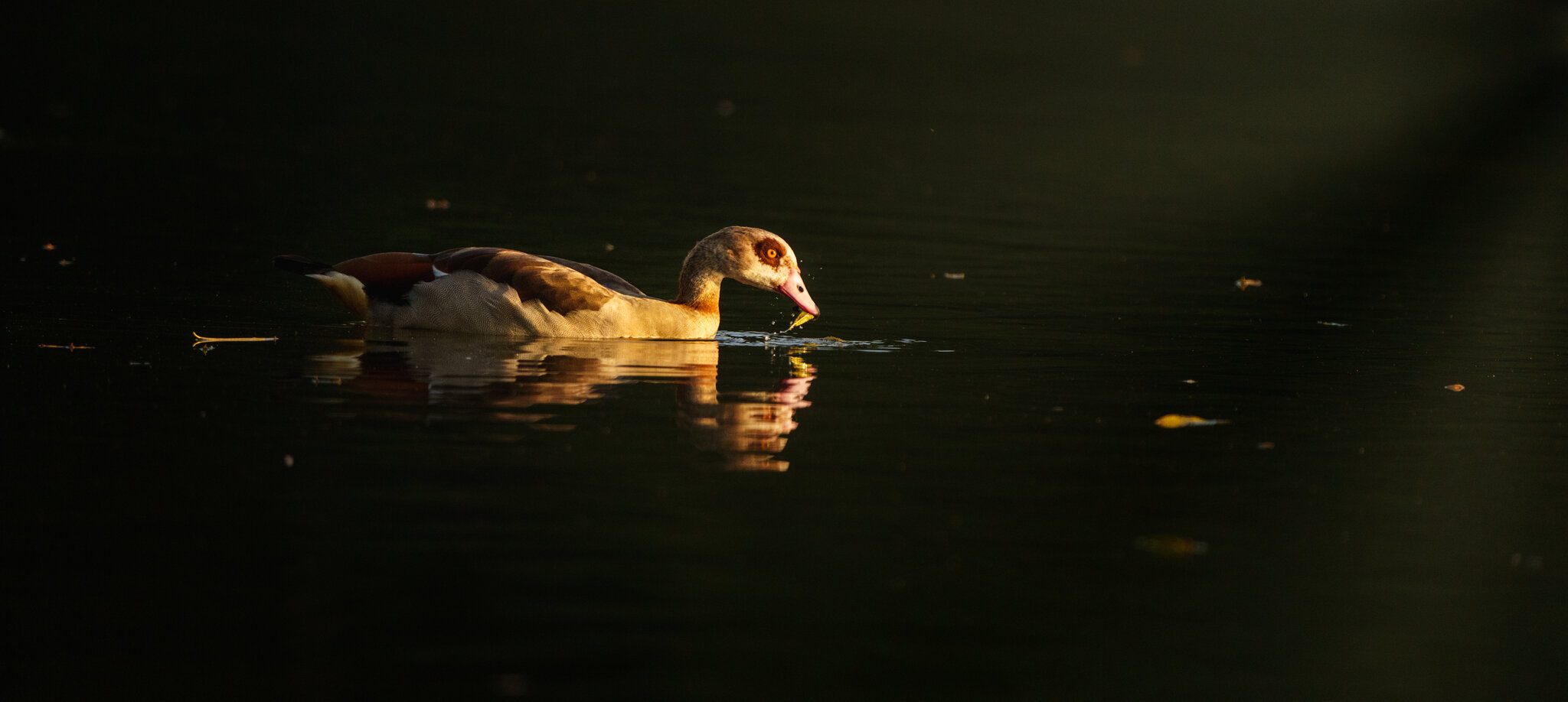 Egyptian Goose_.jpg