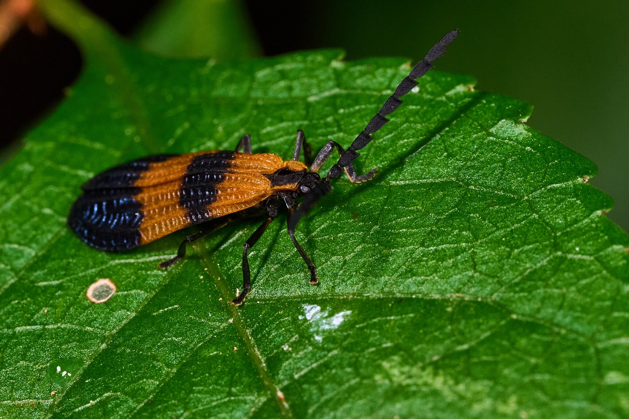 End Band Net-winged Beetle - 1St State NP - 08142026 - 01.jpg