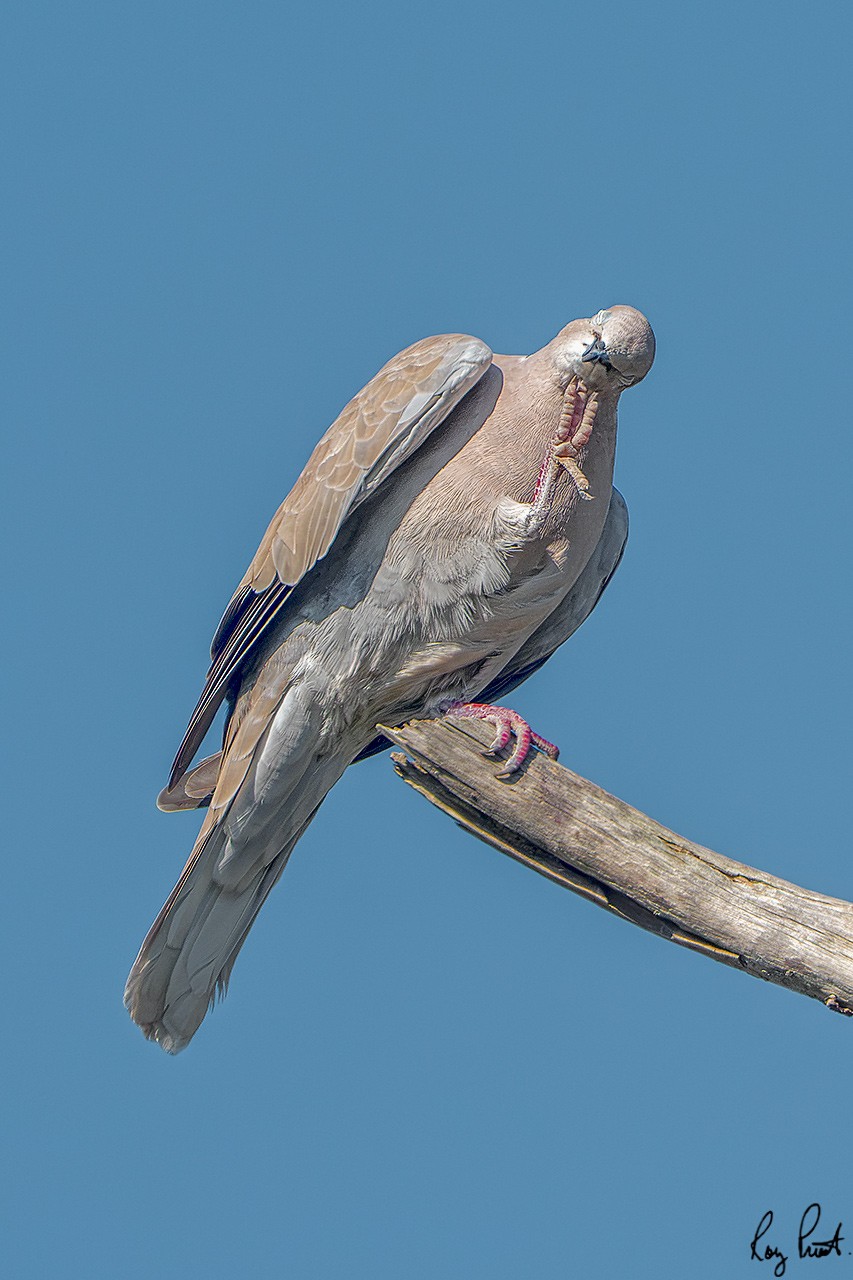 Eurasian-Collared-Dove-1955.jpg