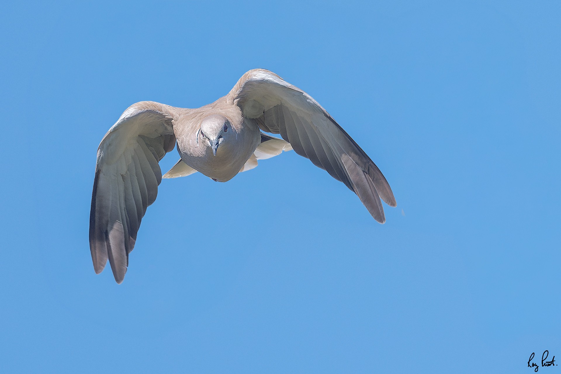 Eurasian-Collared-Dove-2101-ARW.jpg