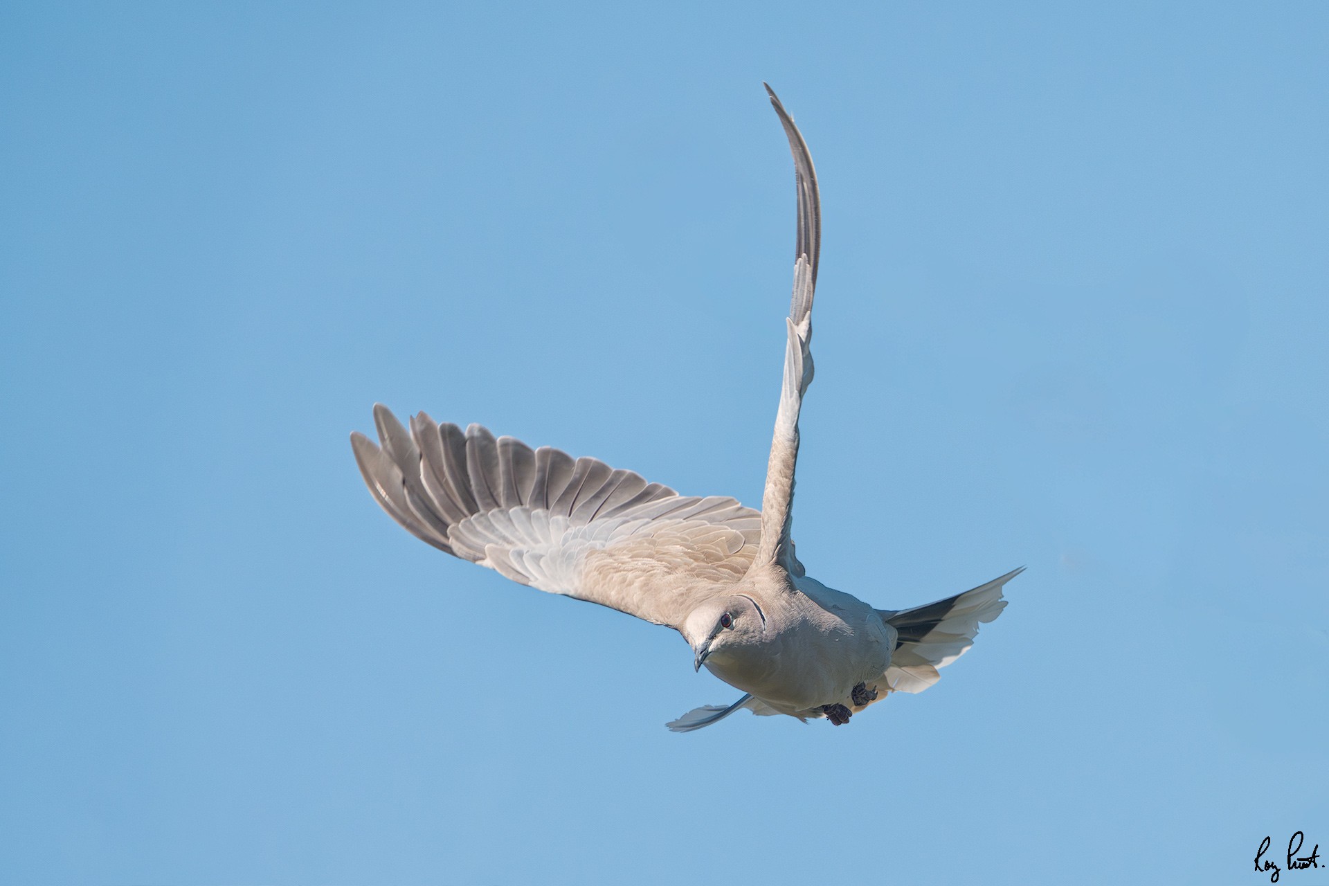 Eurasian-Collared-Dove-2106-Edit.jpg