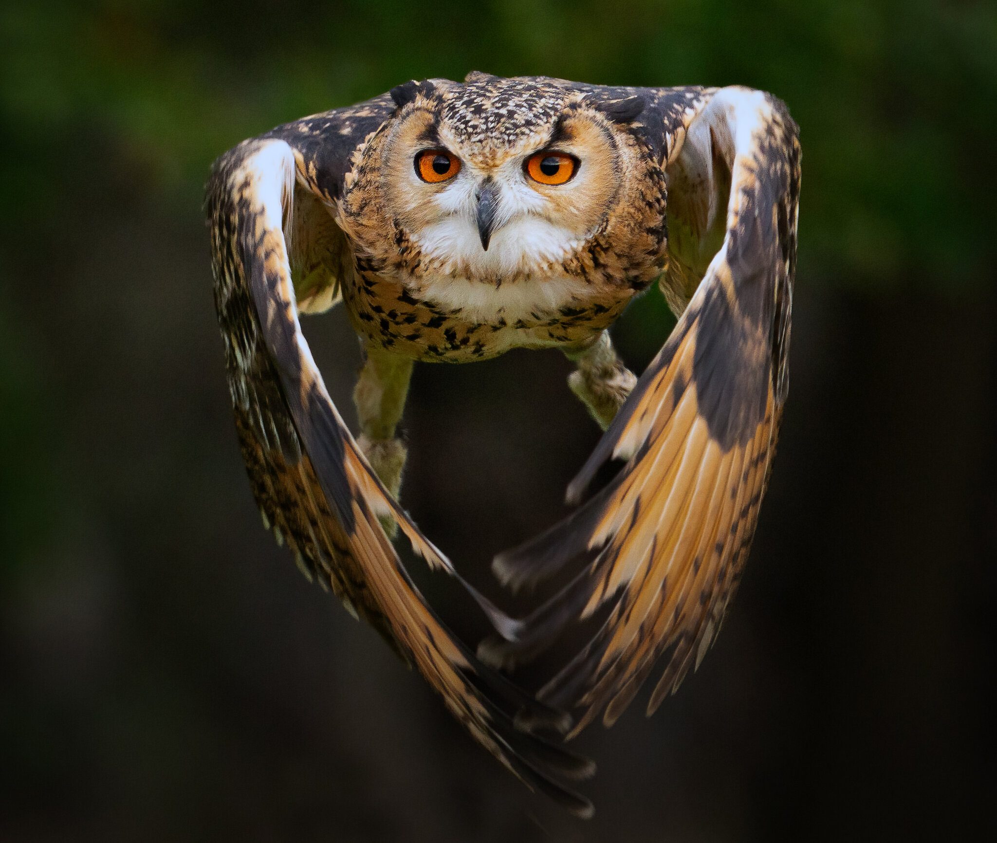 Eurasian Eagle Owl.jpg