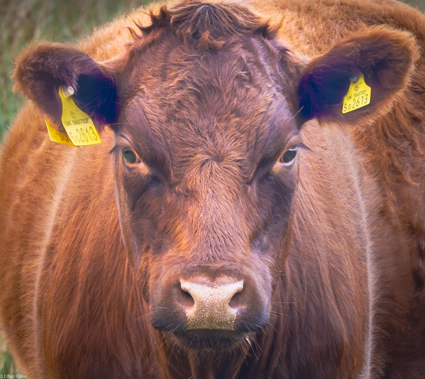 exmour cow-1.jpg