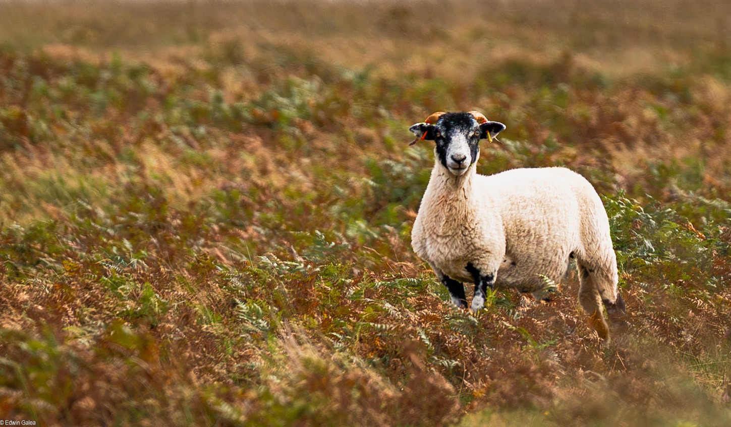 exmour ram-1.jpg