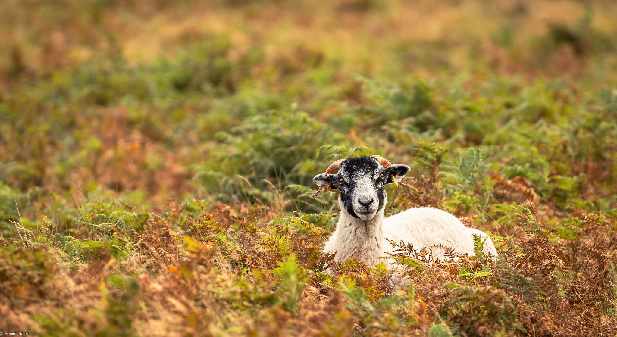 exmour ram-2.jpg