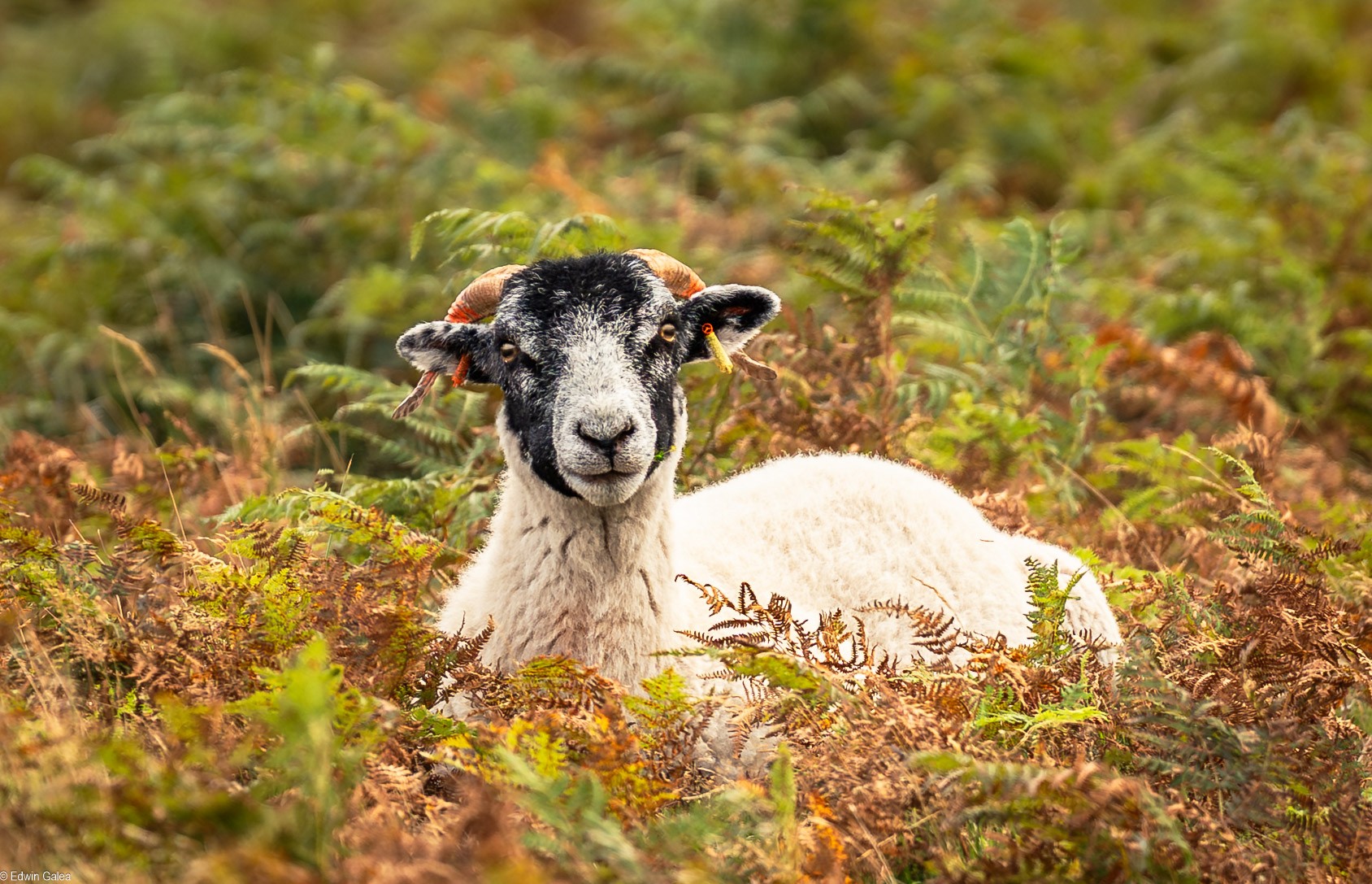 exmour ram-4.jpg