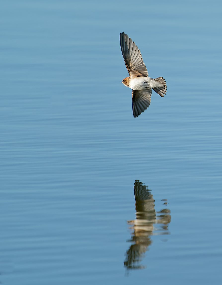 Fairy Marten or Welcome Swallow IF WTP (242).jpg