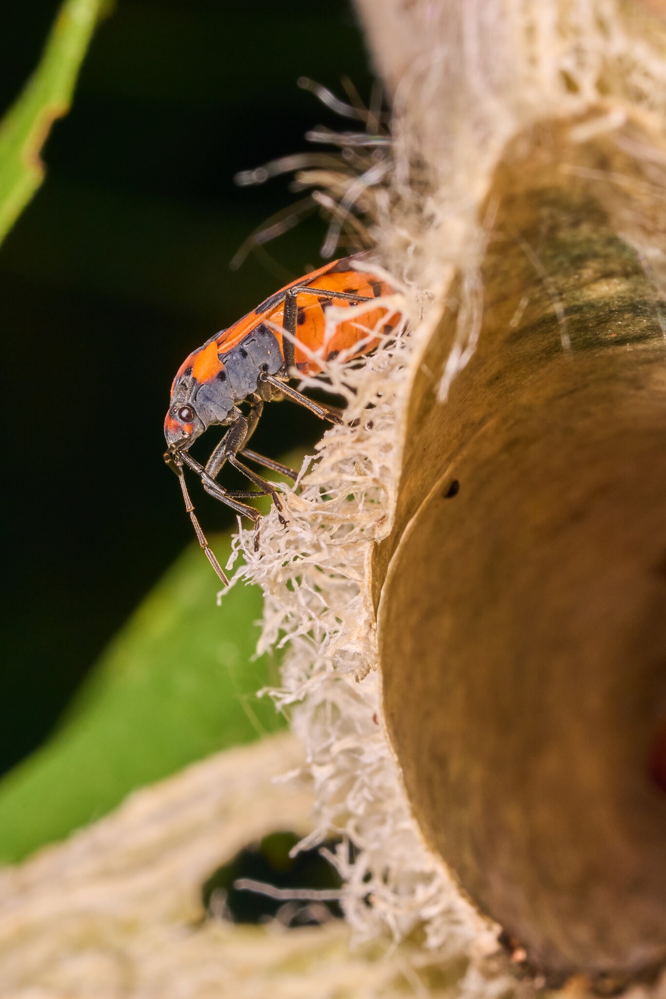 False Milkweed Bug - BCSP - 08302025 - 01.jpg