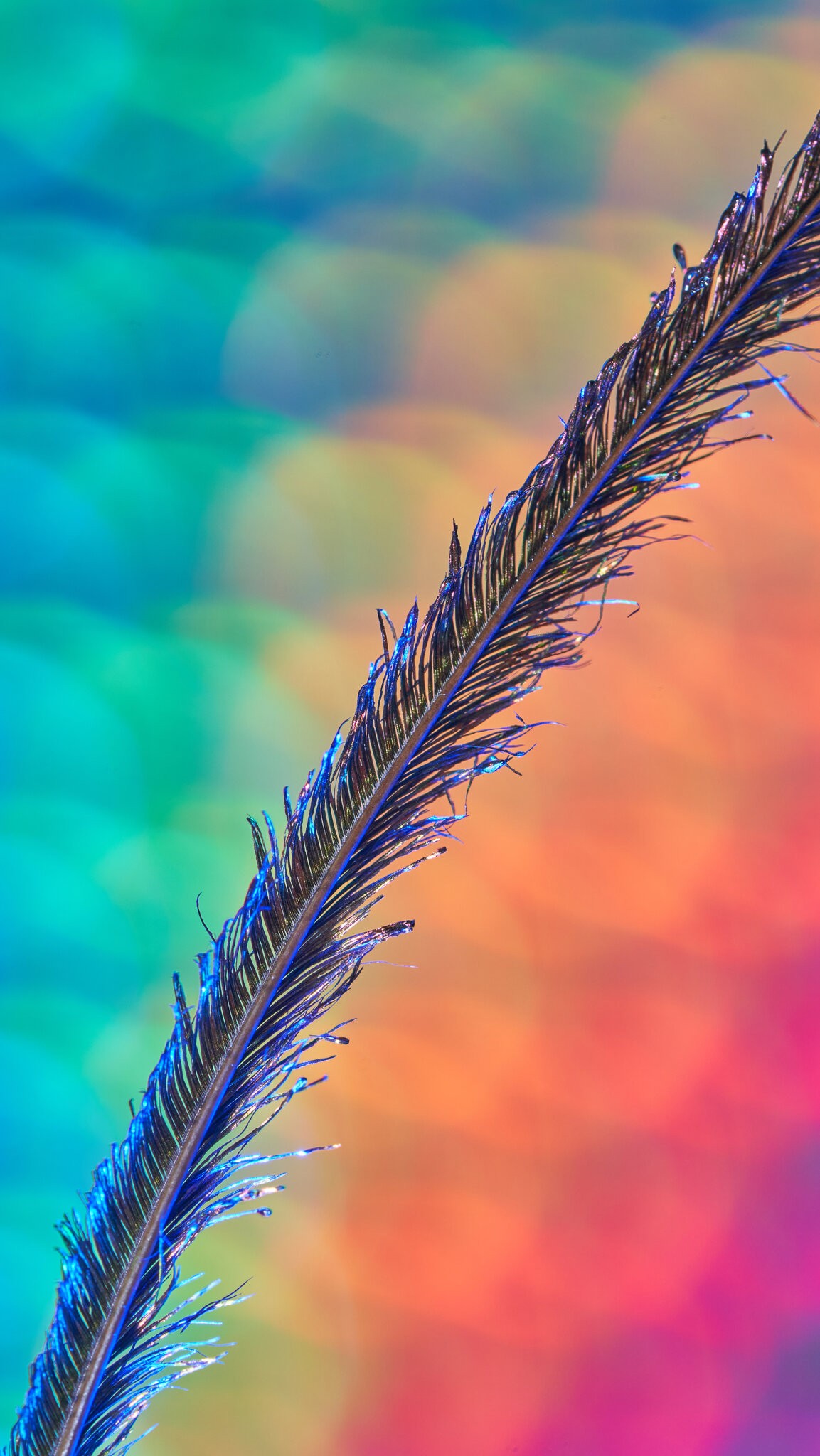 Feather - 05182023 - 02.jpg