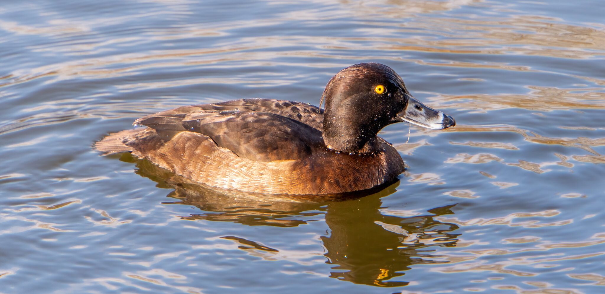 Female Tufted Duck .jpg
