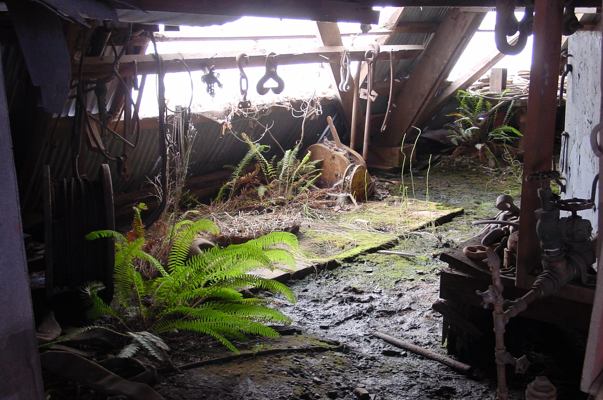 ferns.jpg