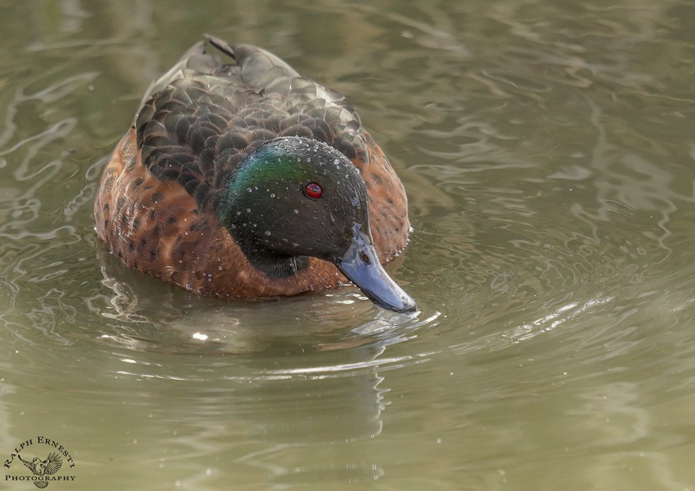 Few Spots 17-5-2025 (845).JPG