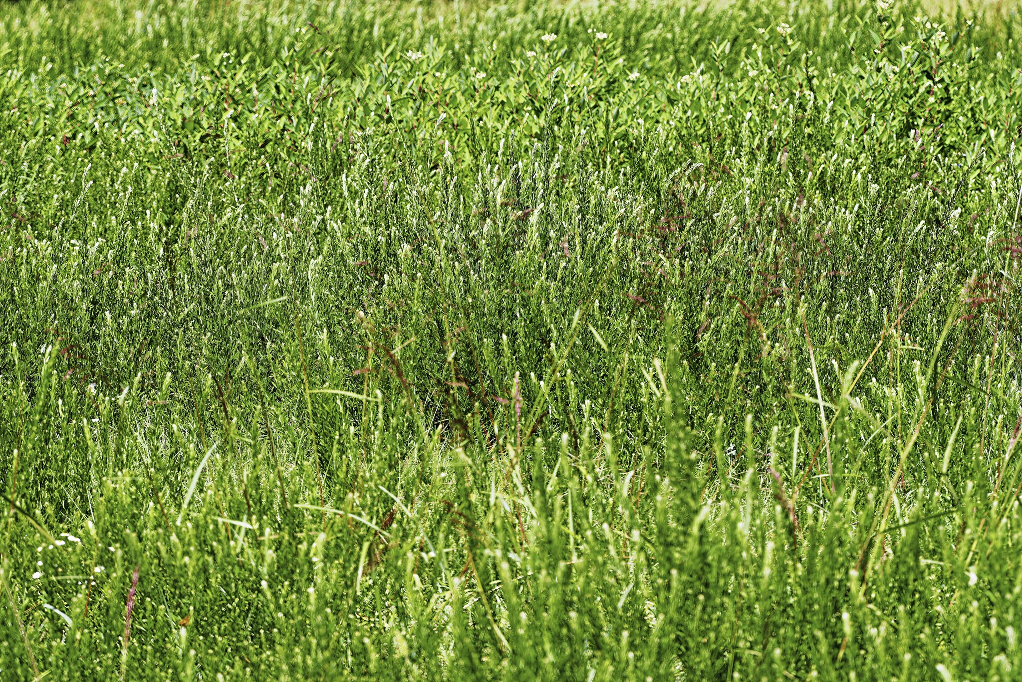 Field Grass.jpg