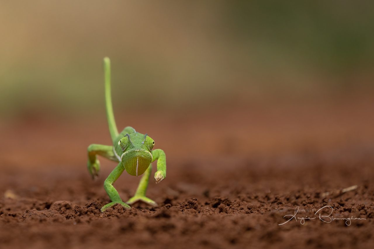 Flap-necked chameleon-.jpg
