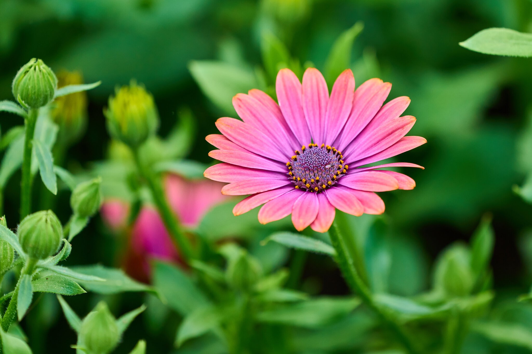 Flower - Longwood - 05242025 - 12.jpg