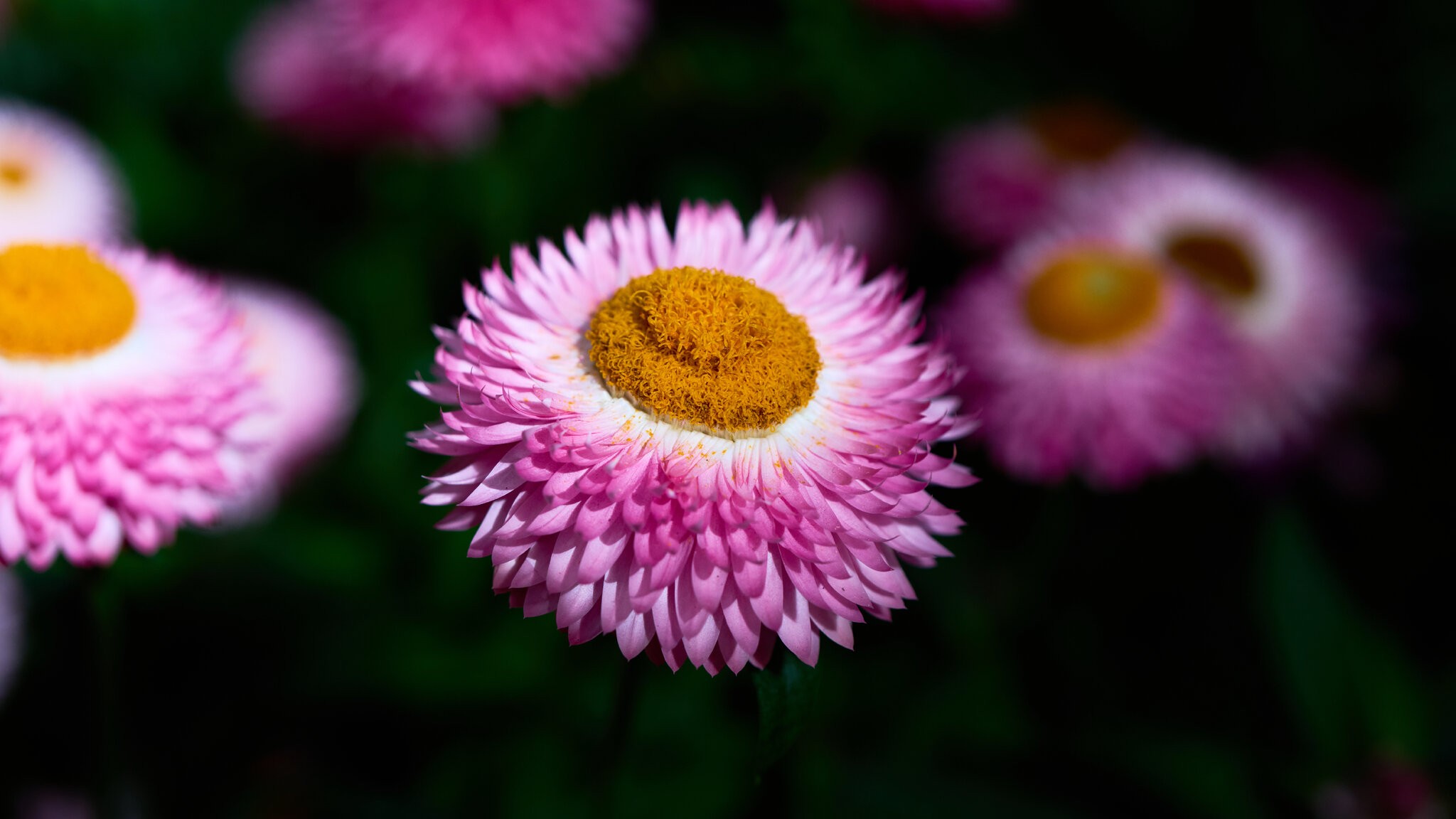 Flower - Longwood - 05242025 - 17.jpg