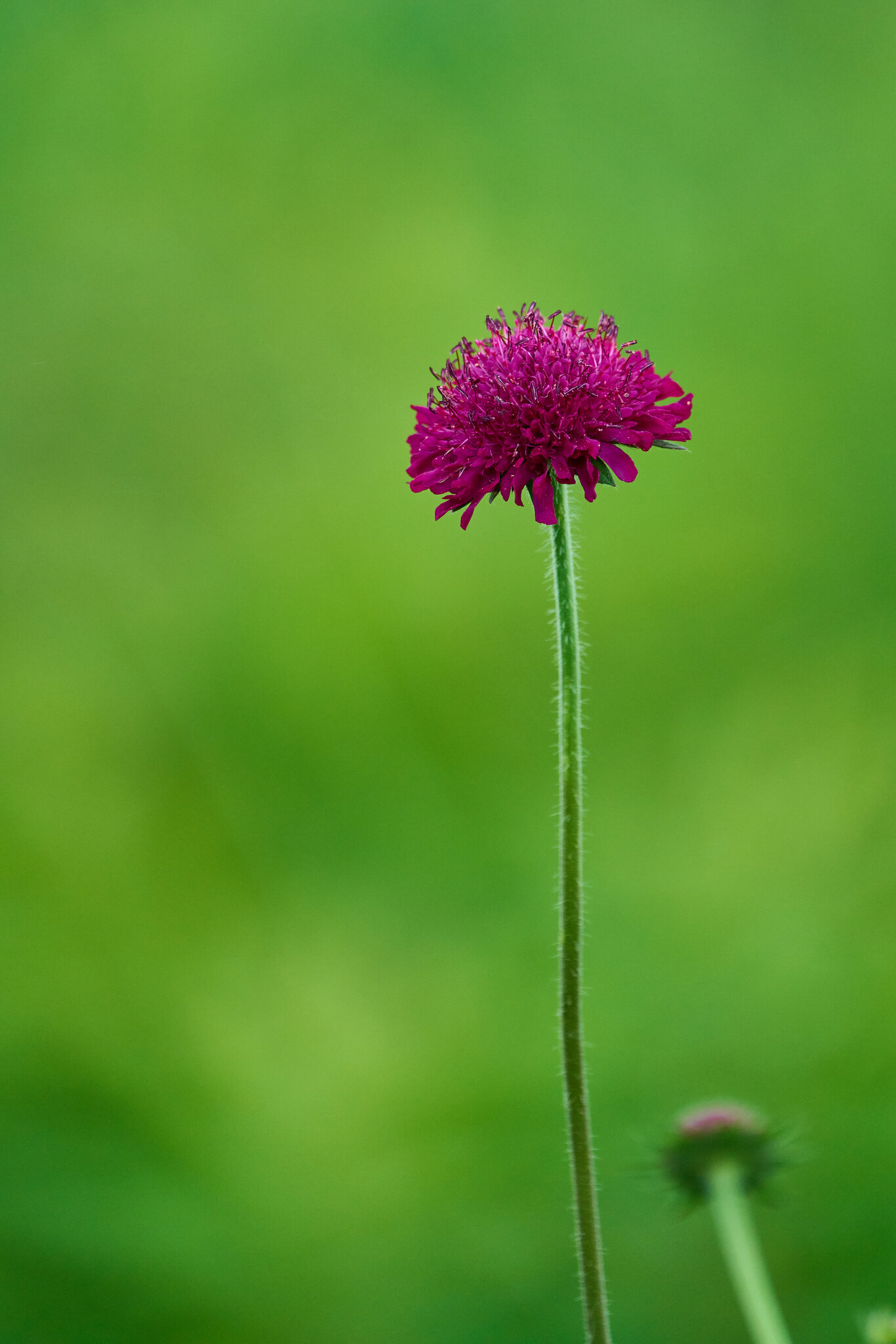 Flower - Longwood - 05242025 - 25.jpg